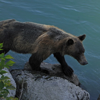 Bute Inlet - Brown bear